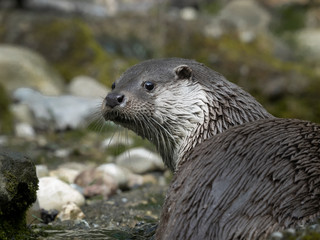 otter portrait