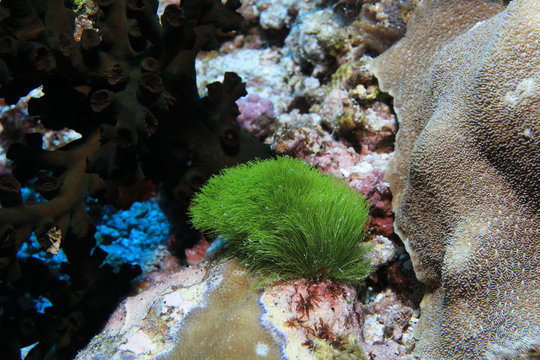 Green algae