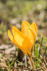 Yellow Crocus part two