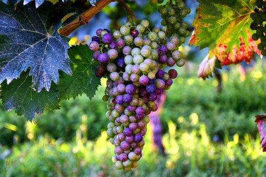 A large bunch of green-purple grapes close-up in an Italian vineyard, next to yellow-green leaves, in the summer afternoon.