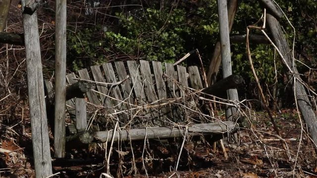 Dead Vine Covered Cedar Swing Swinging in the Wind.