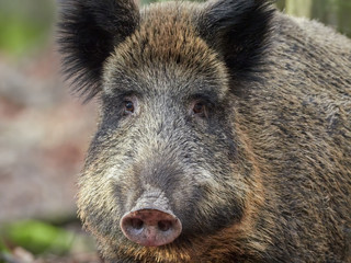 Alert wild boar, sus scrofa, standing fierceful on a forest in autumntime. View of dangerous...