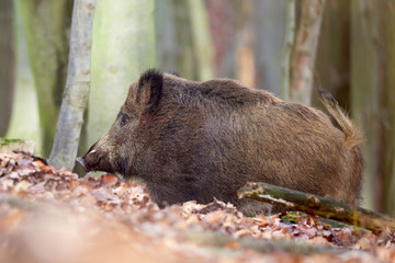 Alert wild boar, sus scrofa, standing fierceful on a forest in autumntime. View of dangerous aggressive mammal in wilderness. Concept of animal danger in nature.
