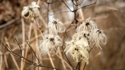 Wite flowers in winter on brown background