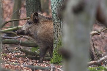 Alert wild boar, sus scrofa, standing fierceful on a forest in autumntime. View of dangerous aggressive mammal in wilderness. Concept of animal danger in nature.
