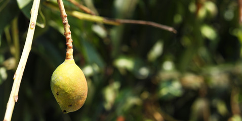close up of mango fruit on a mango tree