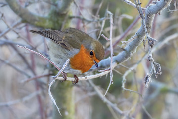 European robin, Erithacus rubecula, perched on a tree branch on a uniform background.