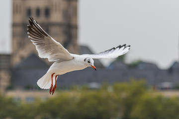Seagull is in the air