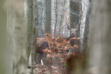 Artistic autumn nature image. Wildlife landscape with noble red deers Cervus Elaphus. Deers in...