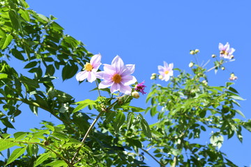 ピンクの花　皇帝ダリア