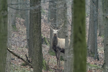 Artistic autumn nature image. Wildlife landscape with noble red deers Cervus Elaphus. Deers in early winter.