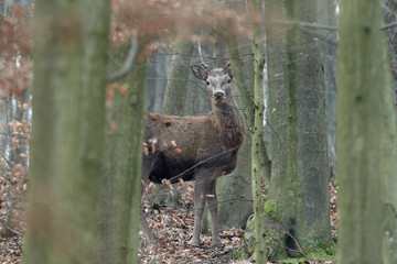 Artistic autumn nature image. Wildlife landscape with noble red deers Cervus Elaphus. Deers in...