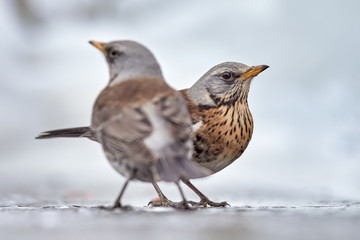 A snowy fieldfare (Turdus pilaris) drinking from a shallow pool of open water in winter.