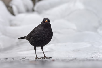 Common blackbird (Turdus merula) sitting on the ice.