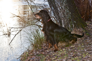 Dog Setter Gordon sits on the shore of pond covered with thin ice