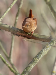 Eurasian Wren (Troglodytes troglodytes).Wild bird in a natural habitat.