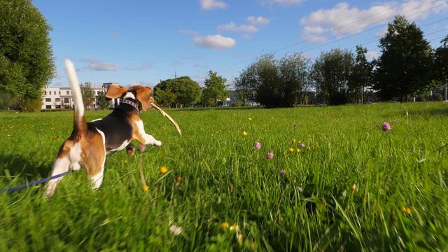 Happy young dog run at green grass with stick, bouncy rush away, POV camera follow behind. Sunny pet tease chaser by wooden branch. Happiness and carefree concept. Funny long ears fly in air