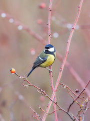 Garden bird Great tit (Parus major) sitting on a branch. Autumn colors, red, yellow, natural background