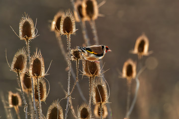 Feeding bird at sunset. European goldfinch or simply goldfinch (Carduelis carduelis) feed with wild...