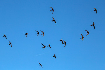 A flock of  flying black swifts. Common Swift (Apus apus).