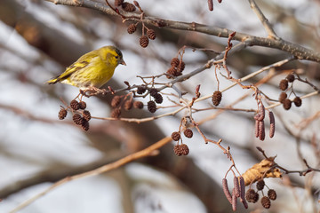 Female siskin feeding (Carduelis spinus or Spinus spinus). Eurasian Siskin sitting in a tree crown in the forest.