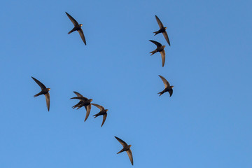 A flock of  flying black swifts. Common Swift (Apus apus).