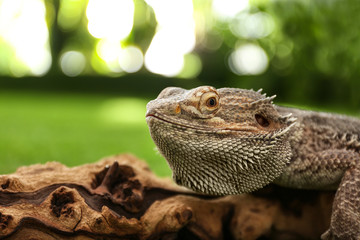Bearded lizard (Pogona barbata) on tree branch, closeup. Exotic pet