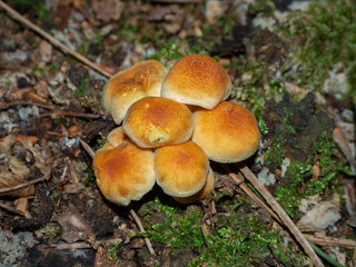 Group of yellow armillaria on forest ground