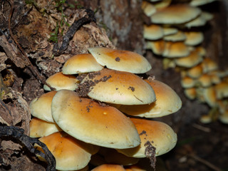 Group of armillaria on on an old wooden stump