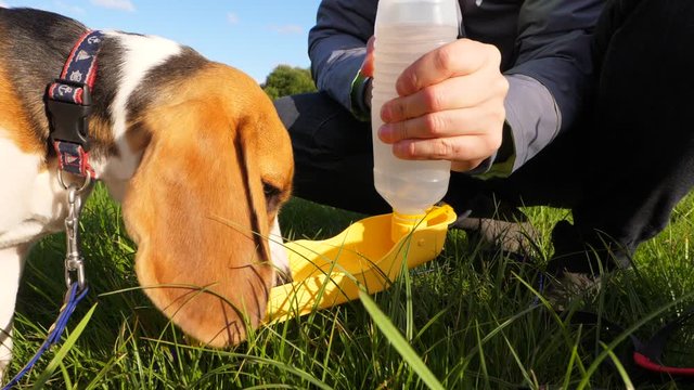 Young beagle dog drink water from portable container with attached bottle, close up slow motion shot. Long soft ears hand down, doggy allay thirst, owner hold in hand and squeeze plastic bottle