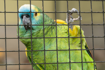 Papagei in Vogelhaus - Nahaufnahme