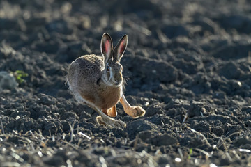 Brown European hare is running in the beautiful light on brown field,european wildlife, wild animal in the nature habitat, lepus europaeus. © Vlasto Opatovsky