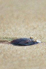 Found on the beach