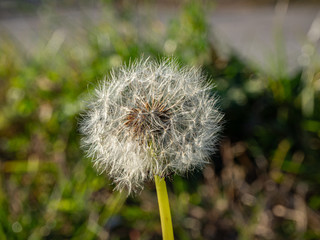 Close up of a common dandelion white