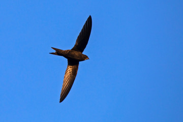 Flying swift. Common Swift (Apus apus).
