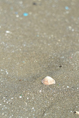 Fototapeta na wymiar Seashell on white sand beach - vertical shoot.