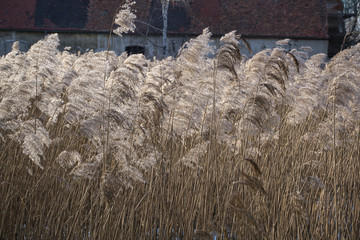 Altes Schilf leuchtet im Sonnenlicht