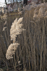 Altes Schilf leuchtet im Sonnenlicht