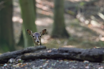 Young fallow deer calves (Cervus dama / Dama dama) in autumn forest.