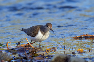 Common sandpiper (Actitis hypoleucos) is a bird species from the family Scolopacidae, of the genus Actitis. This bird is a type of crustacean-eating birds, insects, invertebrates