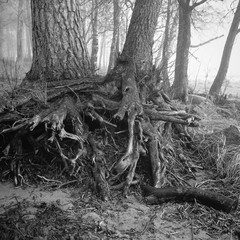 The roots
