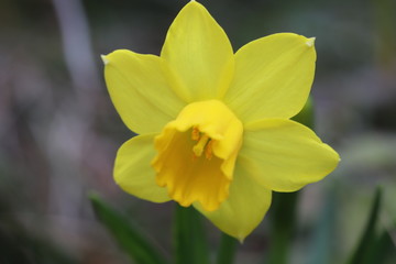 Fototapeta na wymiar ミニスイセン（テターテート）の黄色い花