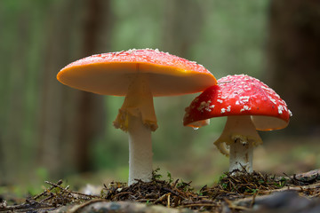 Amanita Muscaria, poisonous mushroom. Photo has been taken in the natural forest background, one spotted toadstools in the woods.
