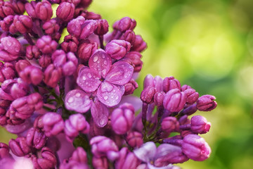  Spring flowering lilac in the garden. natural spring background. Delicate flowers in raindrops close-up.