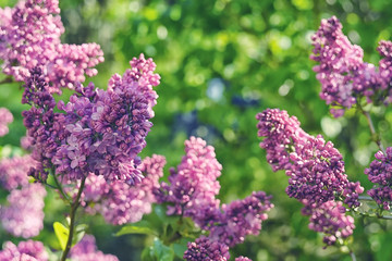 Spring flowering lilac in the garden. natural spring background. 