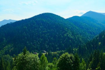Fototapeta premium wild nature, summer landscape in carpathian mountains, wildflowers and meadow, spruces on hills, beautiful cloudy sky