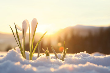 Beautiful crocuses growing through snow, space for text. First spring flowers