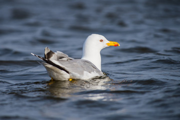 Caspian gull Larus cachinnans on river Volga