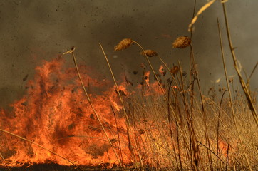 fire burn grass