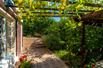 The back yard of the cottage with a wooden canopy made of beams - pergola. Grapes grow on the bars and create a shadow. Clusters of grapes are visible. There are paving slabs on the ground.